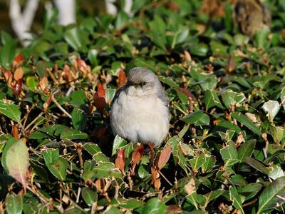 bird, nature, ornithology, feathers, bush, green, yellow, garden, leaves, environment, wings, photography, natural, resting, bird on bush, wildlife, beautiful, black and white, singing, urban