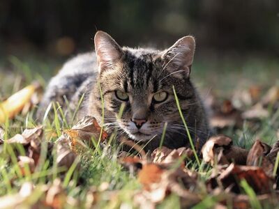 autumn, cat, pet, outdoors, beautiful wallpaper, grass, autumn leaves, nature, craft, cute, gravel, garden, background, pastel colors, calm, cat eyes, portrait, animal, natural light, detail, observation, darkness, contemplation