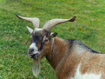 goat, four-legged animal, beard, horns, countryside, grassy area, nature, goat head, pet, farm, zoology, belly, livestock, blue eyes, portrait, pet outdoors, ecology, natural world, hoof, agriculture