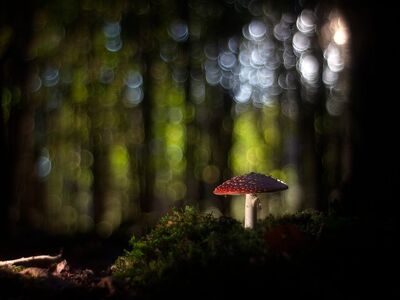 mushroom, toadstool, forest, close-up, bokeh, moss, nature, mycology, light, still life, outdoor, mysticism, darkness, wood, twilight, peaceful, soil, fantasy, illumination, delicate