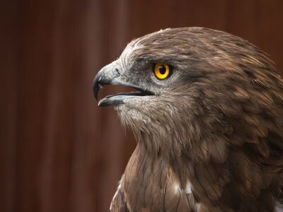 eagle, head, wild, yellow eyes, beak, sharp, feather, raptor, intensity, side view, nature, bird, close-up, animal, dramatic, bold patterns, upward gaze, eagles, details, focus, portrait