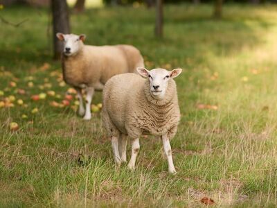 sheep, agriculture, nature, pasture, flock, orchard, wool, rural, green, meadow, animal, countryside, ewe, farming, sun, beautiful flowers, serenity, courtyard, flower wallpaper, grazing, calm, cozy, flower background, flowers