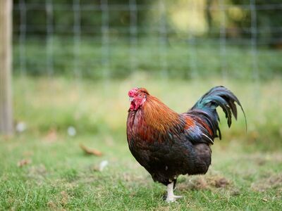 rooster, bird, colorful, farm, outdoors, feathered, rural, agriculture, grass, wing, comb, nature, male, standing, yard, livestock, industry, bird's eye