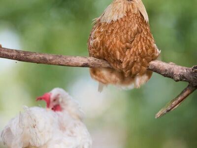 hen, agriculture, bird, clucking, branch, countryside, livestock, nature, outdoor, funny, color, white, brown, perched, singing, farm, cohesive, open beak, poultry, feather