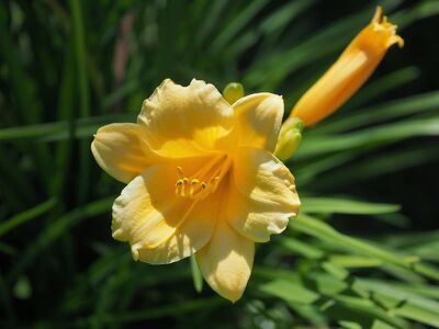 daylily, yellow, flower, nature, summer, garden, close-up, outdoors, botany, flower detail, beauty, photography, bright, contrast, decorative, ornamental plant, gardening, delicate, colorful, sunlight, royal lily