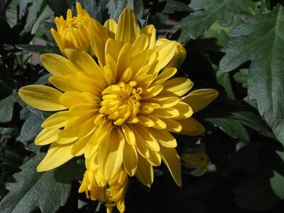 yellow flowers, cosmos, garden, leaves, beauty, autumn, detail, nature, flora, contrast, flowers, cultivation, radiance, bush, decoration, botany, joy, yellow, daisy, splendor