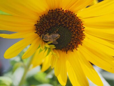 sunflower, bee, pollination, nature, yellow, flower, macro, late summer, insect, natural beauty, seasonal, ecosystem, garden, bright, bloom, wings, landscape, agriculture, botany, daylight