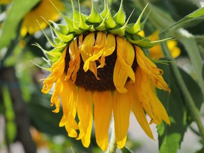 sunflower, nature, flower, yellow, leaves, natural, garden, close-up, autumn, plant, wilting, botany, bright, beautiful, nature close-up, blooming, green, agriculture, sun, countryside, surroundings