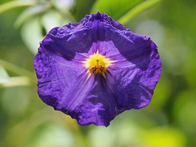 flower, blue, nature, summer, garden, beautiful flowers, macro, detail, purple, impressive, closeup, flower wallpaper, beauty, nature photography, centered composition, bright colors, year detail, petunia, flower background, photo inside, solid, contrast