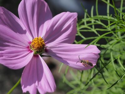 cosmos, flower, insect, bee, autumn, garden, flower background, pink, beautiful flowers, nature, macro, seed, bright, petal, wing, outdoor, seasonal, creature, ecology, blooming, pollination, flower wallpaper, cosmos bipinnatus
