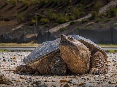 turtle, reptile, wildlife, nature, snapping turtle, shell, environment, land turtle, ecology, species, soil, home, surface, battle, rough, structural, hostile, adaptable, earthy, forelimb