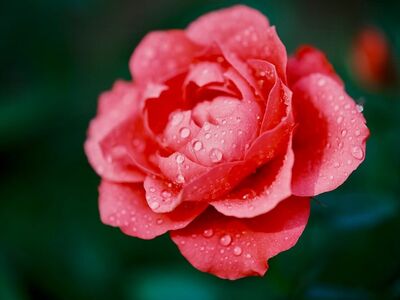 rose, pink rose, water droplets, rose flower, dew, bloom, macro, garden, petals, blossom, spring, summer, botanical, nature, closeup, fresh, romantic, green background, deep pink, wet, natural beauty, delicate