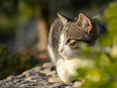 cat, animal, feline, pet, nature, mammal, outdoors, cute, white, gray, green, fur, relaxation, sunny, rest, walk, landscape, relaxed, tomcat, gravel