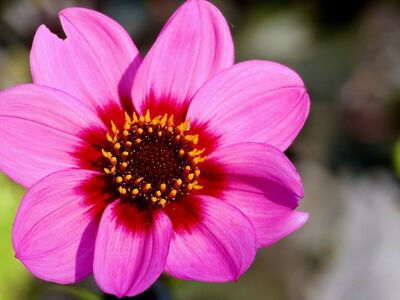 dahlia, flower, pink, petals, stamens, summer flower, beautiful flowers, macro photography, sunny, nature, bloom, single flower, botany, natural beauty, fragility, colorful, garden plant, delicate texture, special garden, gardening