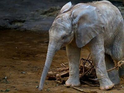 elephant calf, animal baby, calf, mammals, wilderness, animal, nature, africa, rugged, wild, safari, young elephant, large mammal, jungle, conservation, zoo, nature reserve, endangered species, biotope, savanna