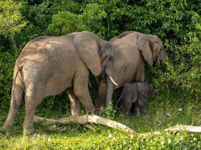 elephants, elephant calf, wildlife, safari, nature, family, uganda, green, wilderness, natural environment, mammals, walk, savannah, conservation, ecosystem, hiking, bush, motherhood, grass