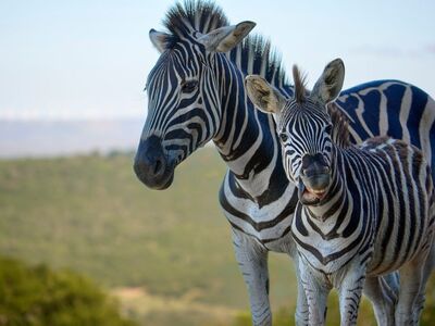 zebra, african savanna, animal, nature, young, mother and young, wildlife, environment, striped, safari, black and white, flying bird, light blue sky, landscape, photography, two, grassland, african animal, daylight, exotic, fauna, digital photography