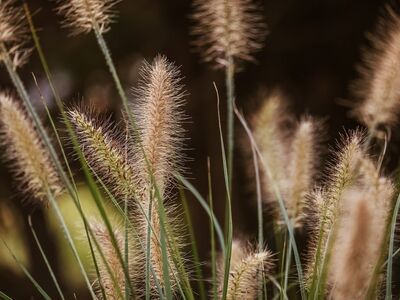 grass, sedge, summer, nature, outdoors, texture, detail, stripes, pattern, stem, agriculture, landscape, rustic, field, green, wilderness, natural, calm, gentle, dandelion