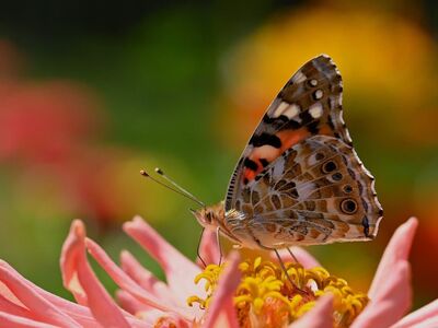 butterfly, flower, zinnia, close-up, nature, wings, color, vibrant, summer, autumn, garden, pollination, flower background, diversity, painted lady, shape, beautiful flowers, inflorescence, flower wallpaper, distinct, theme, stunning, adorable, beauty