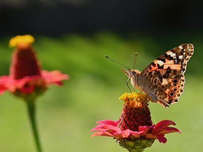 butterfly, zinnia, wings, nature, autumn, garden, macro, close-up, bloom, colorful, insect, eye-catching, biology, wild, details, blurred, summer season, ecosystem, natural, outdoors, hummingbird