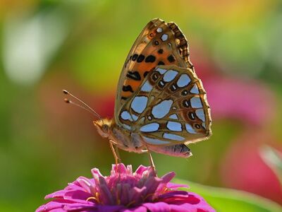 butterfly, beautiful flowers, fritillary, zinnia, flower, wings, garden, nature, macro, flower wallpaper, flower background, colorful, details, insect, pose, bright, summer, vivid colors, wild, clear, autumn, contrast