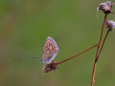 butterfly, common blue, meadow, close-up, wings, summer, macro photography, green, dry flower, nature, insect, delicate, graceful, dandelion, field, environment, light, petal, production, habitat