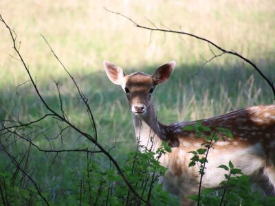 deer, wild, nature, meadow, alert, roe deer, summer, fur pattern, front view, green, quiet, fairytale, peaceful, shadow, rural, camouflage, love of nature, wildlife, natural habitat, cute