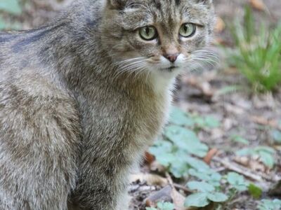 cat, wildcat, nature, animal kingdom, mammal, alert, portrait, animal, pet, cat eyes, wilderness, animal gaze, fur, ground, curious, forest, camouflage, hunter, lonely, mood