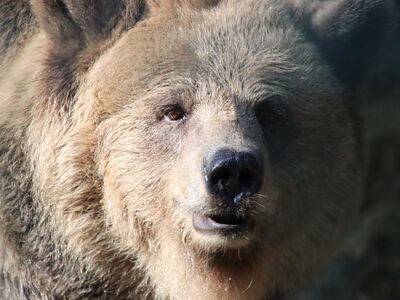 bear, brown bear, animal, portrait, wilderness, predator, silhouette, snout, fur, nature, facial expression, large, wild, head, staring, gaze, foreground, curiosity, sneaky, anxiety