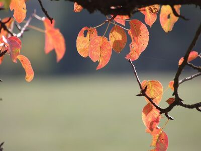 leaves, autumn, nature, branches, fall foliage, orange leaves, pink, beautiful, light, outdoors, background, calm, emptiness, peace, appearance, natural, beautiful colors, seasonal, sign, abstract