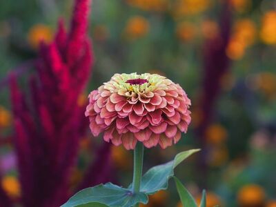 flower, zinnia, nature, beautiful flowers, flower background, wallpaper 4k, garden, free wallpaper, 4k wallpaper 1920x1080, autumn, colorful, flower wallpaper, hd wallpaper, free background, mac wallpaper, wallpaper hd, leaves, pollen, beautiful wallpaper, bloom, flora, horticulture, 4k wallpaper, full hd wallpaper, windows wallpaper, outdoor, background, floral background, beauty, orange, laptop wallpaper, desktop backgrounds, green, cool backgrounds, natural beauty, color, beautiful, photography