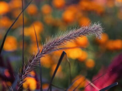 autumn, grasses, flowers, orange shades, bokeh, nature, focal point, aesthetic, grass, blur, autumn leaves, flora, macro, outdoor, background, autumn atmosphere, natural scene, detail, placement, out of focus