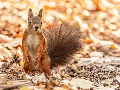 squirrel, hd wallpaper, red squirrel, rodent, animal, wildlife, fluffy tail, autumn leaves, forest floor, nature, fur, cute, bokeh, forest, autumn, dry leaves, wallpaper, small mammal, park, woods