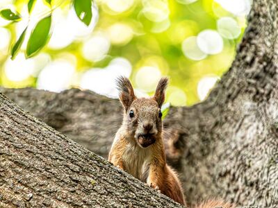 squirrel, rodent, wildlife, acorn, eating, tree branch, bark, hd wallpaper, cute, furry, forest, autumn, park, nature, background, bokeh, green leaves, bright, embodied, wallpaper