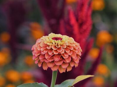 zinnia, beautiful flowers, garden, flower background, flower, flower wallpaper, nature, bloom, petal, autumn, colorful, botany, floral background, background, simplicity, landscape, beauty, growth, red, gardening, art, fresh, beautiful wallpaper, summer