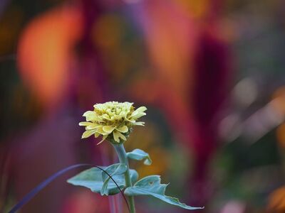 zinnia, flower, nature, autumn, garden, bokeh, flora, botany, colorful, single flower, leaves, plant, floral, natural scenery, macro, warm colors, background, seed, green leaves, focus, outdoor