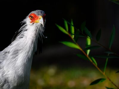 bird, secretary bird, raptor, close-up, natural environment, beak, wing, red face, eye, feathers, nature, zoology, ornithology, wildlife, twig, greenery, daylight, detail, explanation, branches