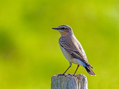wheatear, songbird, bird on branch, oenanthe, passerine, nature, plumage, birdwatching, summer, outdoors, nesting, high resolution background, outdoor wooden post, bird, ecology, ornithology, observation, biology, natural environment, fauna, czech bird