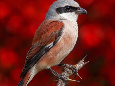 bird, red background, wooden branch, animal thumbs, ornithology, bird life, nature, wildlife, portrait, beautiful, detail, wild, ecological, environment, gray, reddish-brown, thrush, prey, bird of prey, grey-brown, avian