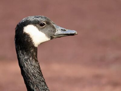 canada goose, waterfowl, bird beak, black and white head, bird profile, feathers, wilderness, beak, natural environment, goose, terrestrial fauna, large bird, grey feathers, animal portrait, wild bird, close-up, bird in nature, ecosystem