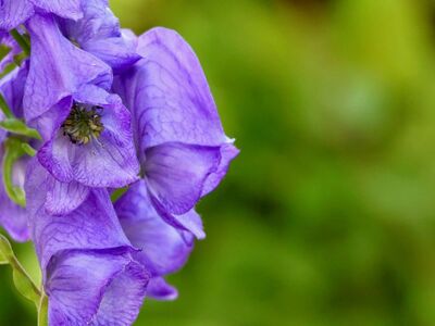 blue monkshood, meadow flower, purple, macro, botany, poisonous, details, close-up, nature, plant, detailed photo, summer flower, flower, water plant, beauty, blooming, fresh, flower enchantment, leaves, countryside