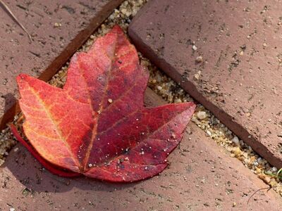 red leaf, autumn color, fallen leaves, brick surface, autumn, close-up, single leaf, natural textures, outdoor, fine sand, autumn mood, earthy color, shading, forest floor, permeable surface, leaf texture, rural atmosphere, natural decoration, agricultural setting, aesthetic depiction, natural contrast