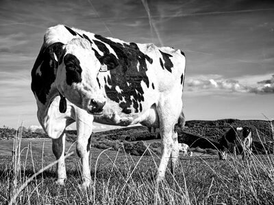 cow, field, black and white, rural, nature, pasture, livestock, agriculture, sky, scenic, rest, tag, grass, farm, holstein, sun, herd, season, countryside, cowboy, summer