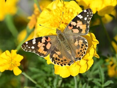 butterfly, painted lady, nature, yellow flowers, summer, beautiful colors, macro photography, detail, pollination, close-up, garden plant, beauty, marigold, outdoor setting, natural motif, garden environment, yellow color, wings, flight, vibrant colors