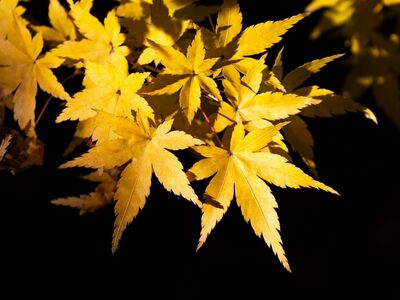 leaves, autumn, fall, maple, japanese maple, golden, yellow, bright, colorful, nature, tree, foliage, vibrant colors, autumn leaves, natural beauty, plant, seasonal, sunlight