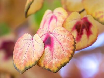 katsura, leaves, autumn, tree, yellow, pink, colorful, nature, bright, golden, autumn leaves, natural beauty, outdoor, macrophotography, beauty, nature scene, soft hues, natural pattern, detail, natural texture