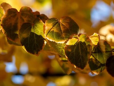 katsura, leaves, autumn, tree, branch, bright, colorful, golden, yellow, green, nature, sunlight, glow