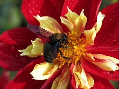 dahlia, bee, flower, insect, macro, detail, bumblebee, pollination, red, nature, garden, wild bee, sunlight, flying insect, color, white orange, wildlife, yellow
