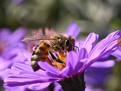bee, flower, pollination, closeup, purple, pollen, wings, yellow, environment, natural, macro, garden, season, symbiosis, life balance, health, autumn, flight, nature, petals