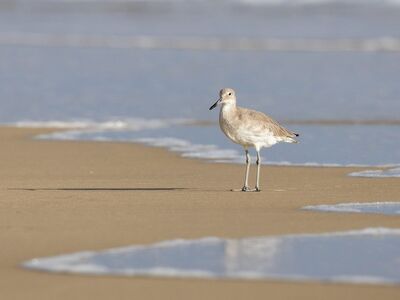 willet, shorebird, beach, tide, wave, water, sand, reflection, bird, nature, seabird, coast, natural habitat, sunny, sandy, sunrise, calm, at sunset, skin, birdwatching